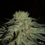m29.webp