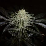 MixM29;;.webp