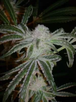 PeyotePurple1.webp