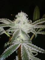 PeyotePurple..webp