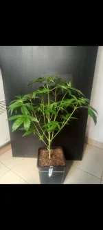 Screenshot_20210408-211106_Gallery.webp