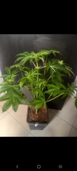 Screenshot_20210408-211110_Gallery.webp