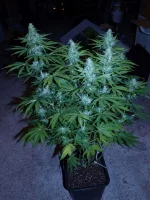 euforia-diag-flo+35 (2).webp euforia-diag-flo+35 (2).webp