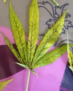 IMG_08311.webp IMG_08311.webp