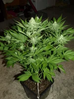 blueberry-diag-flo+35 (2).webp blueberry-diag-flo+35 (2).webp
