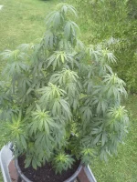 20150728_175743.webp 20150728_175743.webp
