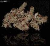 Goji 1 sèche - 2.webp