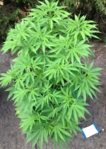 IMG_0840.webp IMG_0840.webp