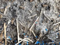 Insecte de face.webp