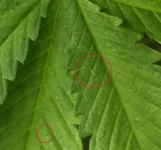 thrips1.webp