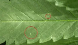 thrips2.webp