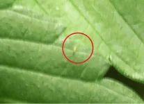 thrips3.webp