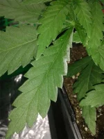 20150630_094421b.webp