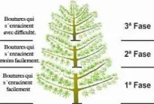 esquejes-esquema-fr.webp