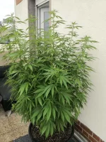 IMG_20210617_174232.webp