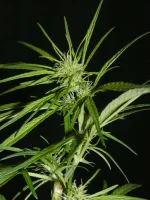 Kibungan Landrace Philipines.webp Kibungan Landrace Philipines.webp
