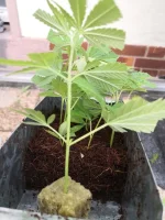 IMG_20210620_205002.webp