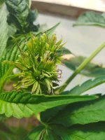 IMG_20210720_155851149.webp IMG_20210720_155851149.webp