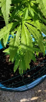 petite-feuille-2.webp
