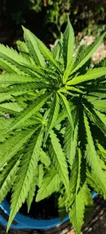 petite-feuille-3.webp
