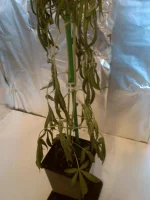 IMG_20150920_141042.webp IMG_20150920_141042.webp