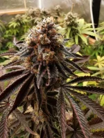 peachsherbertOG2.webp