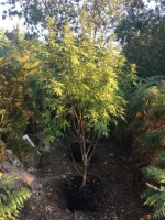 power flower.webp