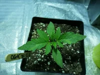 ogk#2.webp