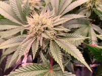0068B9A6-FC39-46B0-A457-1A9F2C817C32.webp 0068B9A6-FC39-46B0-A457-1A9F2C817C32.webp