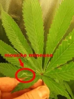 mouche mineuse.webp