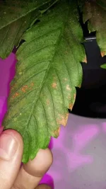 12047539_10206488104314488_1907290290_n.webp