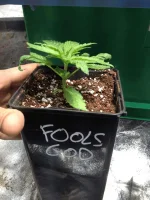 fools god.webp