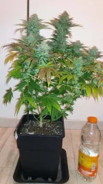 bubblegum1.webp