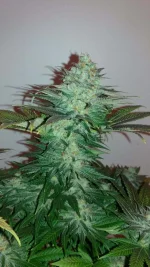 bubblegum2.webp