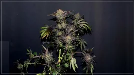 FLO+77 Miss Orange Nectar#2 c.webp
