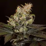 Balkhi-Landrace-768x768.webp