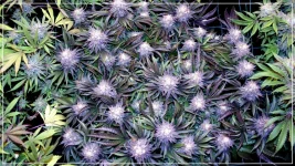 FLO+55 Peach Tree A+.webp