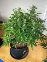 Plante 5 J57.webp Plante 5 J57.webp
