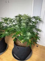 Plante 3 J57.webp Plante 3 J57.webp