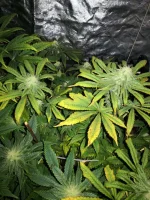 IMG_20211224_082100.webp
