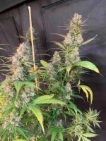 PF Buds3.webp