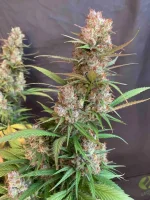 PF Buds4.webp