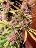 PF Buds1.webp