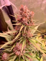 PF Buds2.webp