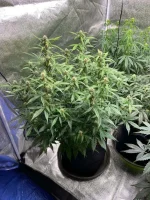 Plante 5 J50.webp Plante 5 J50.webp