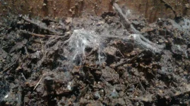 IMAG2839.webp IMAG2839.webp