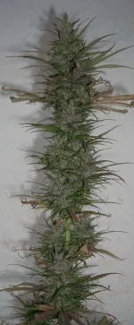 DSCN0728.webp