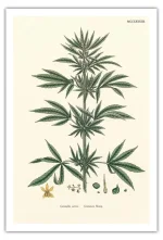91zKdX7ICEL._SL1500_.webp