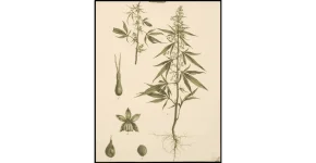cann sativa.webp