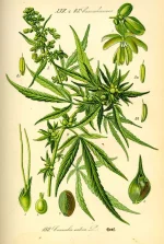 Illustration_Cannabis_sativa0.webp